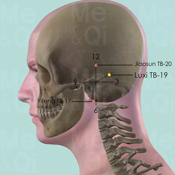 Luxi TB-19 - Bones view - Acupuncture point on Triple Burner Channel