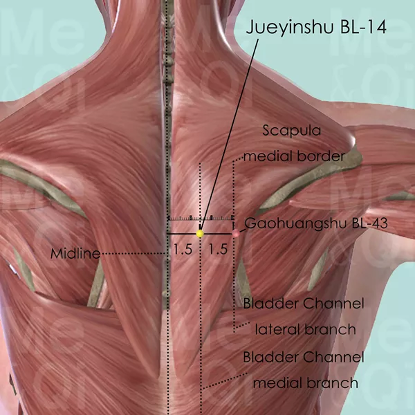 Jueyinshu BL-14 - Muscles view - Acupuncture point on Bladder Channel