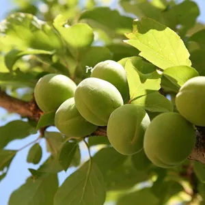 Chinese plums (Wu Mei)