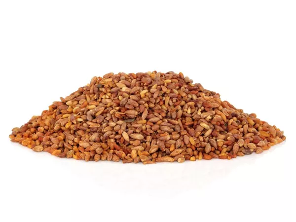 What Biota seed looks like as a TCM ingredient