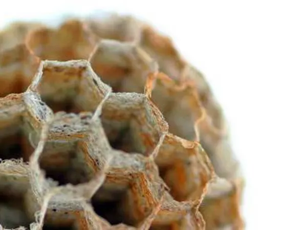 What Honeycomb looks like as a TCM ingredient