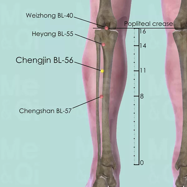 Chengjin BL-56 - Bones view - Acupuncture point on Bladder Channel