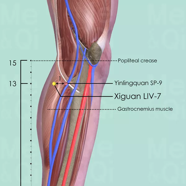 Xiguan LIV-7 - Muscles view - Acupuncture point on Liver Channel