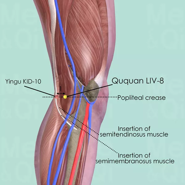 Ququan LIV-8 - Muscles view - Acupuncture point on Liver Channel