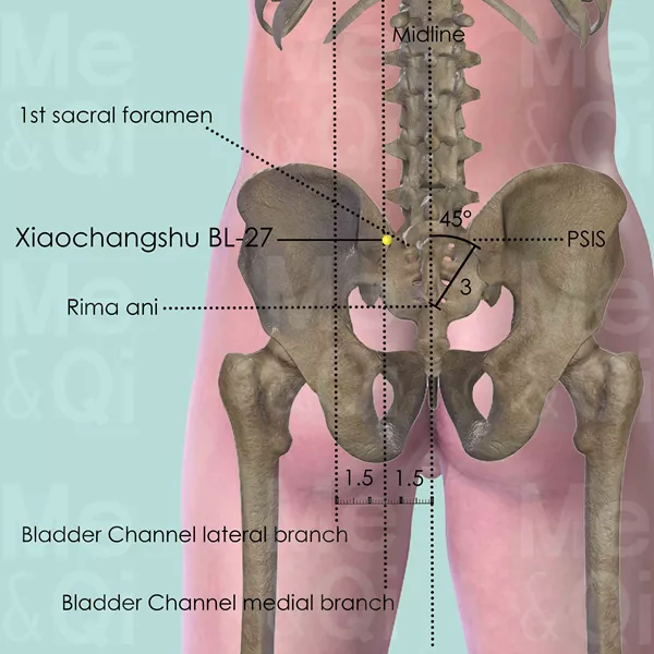 Xiaochangshu BL-27 - Bones view - Acupuncture point on Bladder Channel