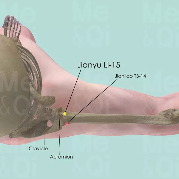 Jianyu LI-15 - Bones view - Acupuncture point on Large Intestine Channel