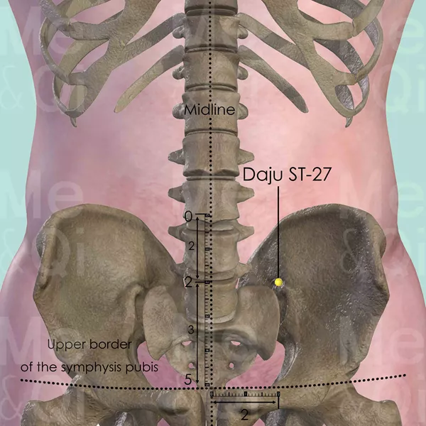 Daju ST-27 - Bones view - Acupuncture point on Stomach Channel