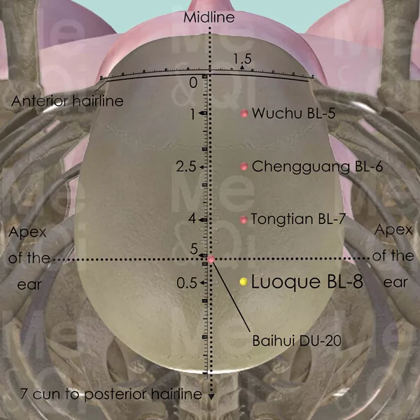 Luoque BL-8 - Bones view - Acupuncture point on Bladder Channel