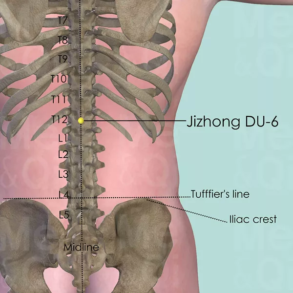 Jizhong DU-6 - Bones view - Acupuncture point on Governing Vessel
