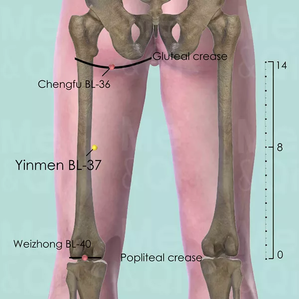 Yinmen BL-37 - Bones view - Acupuncture point on Bladder Channel