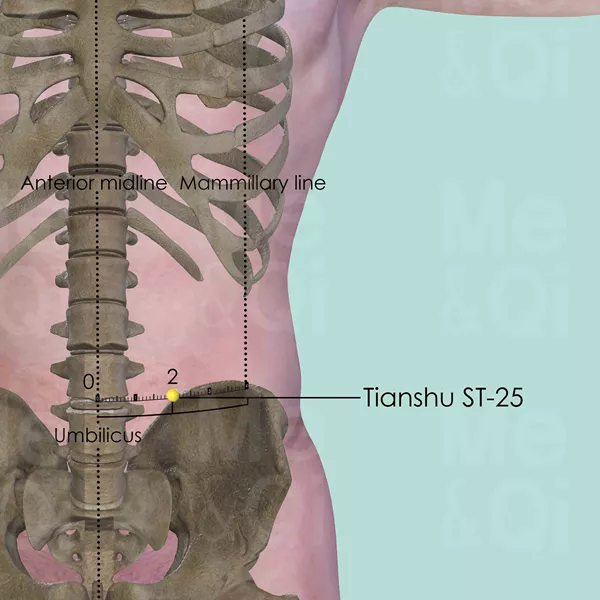 Tianshu ST-25 - Bones view - Acupuncture point on Stomach Channel