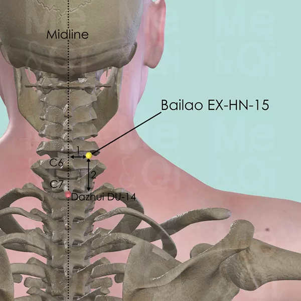 Bailao EX-HN-15 - Bones view - Acupuncture point on Extra Points: Head and Neck (EX-HN)
