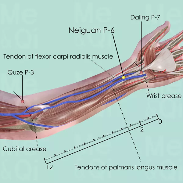 Neiguan P-6 - Muscles view - Acupuncture point on Pericardium Channel