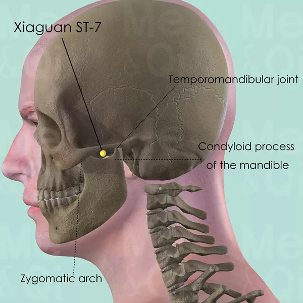 Xiaguan ST-7 - Bones view - Acupuncture point on Stomach Channel