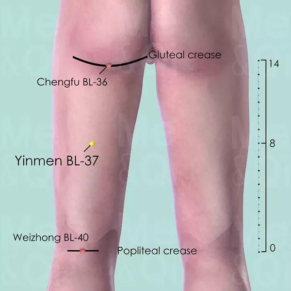 Yinmen BL-37 - Skin view - Acupuncture point on Bladder Channel