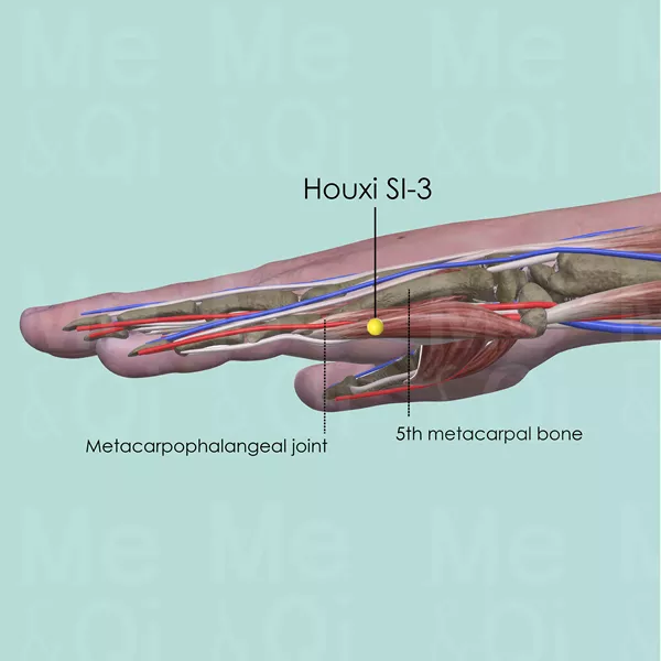 Houxi SI-3 - Muscles view - Acupuncture point on Small Intestine Channel