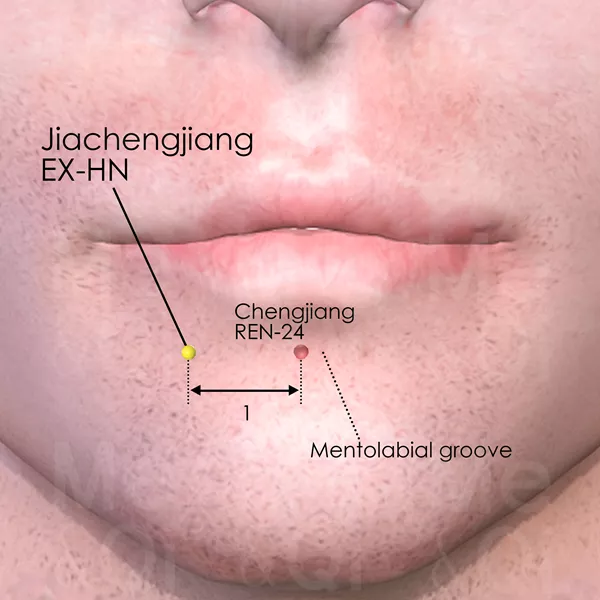 Jiachengjiang EX-HN - Skin view - Acupuncture point on Extra Points: Head and Neck (EX-HN)