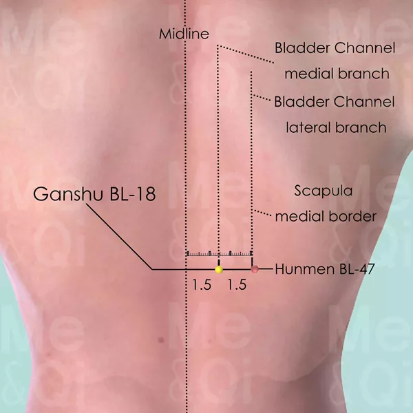 Ganshu BL-18 - Bones view - Acupuncture point on Bladder Channel