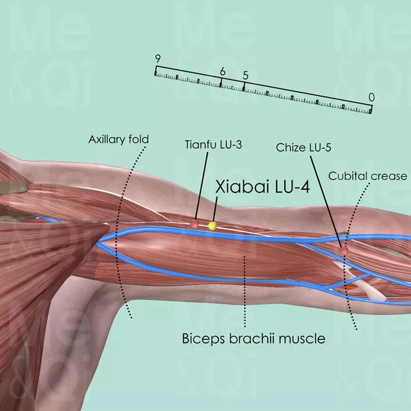 Xiabai LU-4 - Muscles view - Acupuncture point on Lung Channel