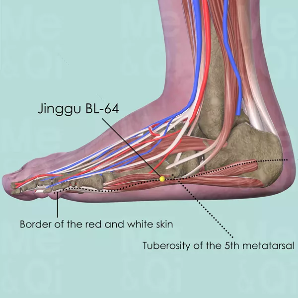 Jinggu BL-64 - Muscles view - Acupuncture point on Bladder Channel