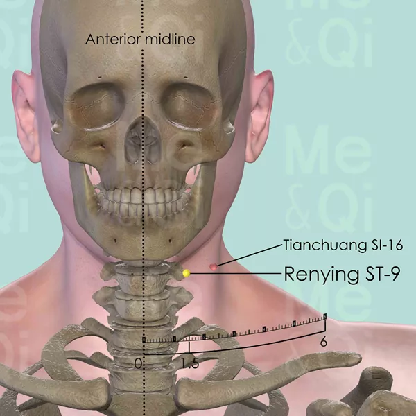 Renying ST-9 - Bones view - Acupuncture point on Stomach Channel