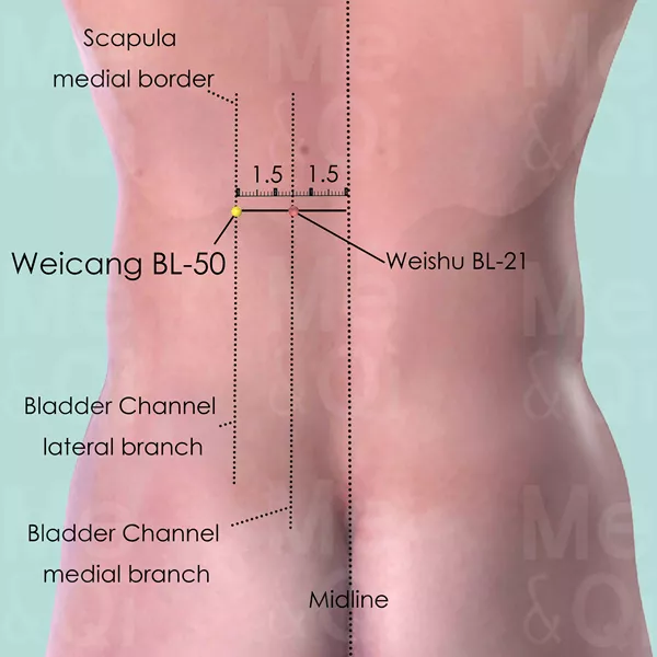 Weicang BL-50 - Skin view - Acupuncture point on Bladder Channel