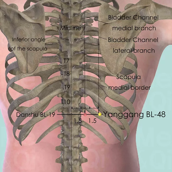 Yanggang BL-48 - Bones view - Acupuncture point on Bladder Channel