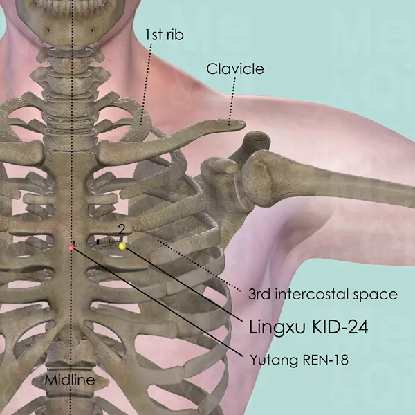 Lingxu KID-24 - Bones view - Acupuncture point on Kidney Channel