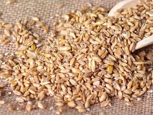 What Light wheat looks like as a TCM ingredient