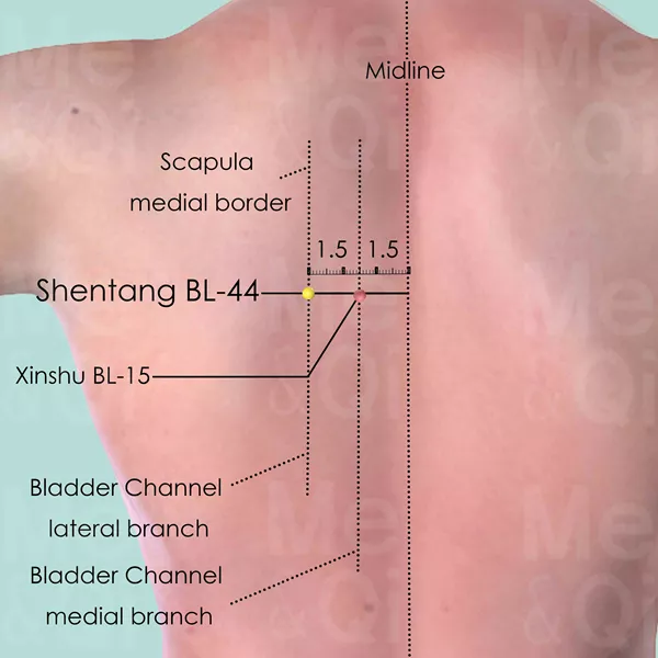Shentang BL-44 - Skin view - Acupuncture point on Bladder Channel