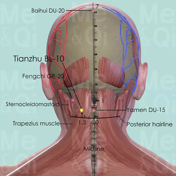 Tianzhu BL-10 - Muscles view - Acupuncture point on Bladder Channel