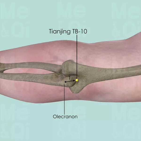 Tianjing TB-10 - Bones view - Acupuncture point on Triple Burner Channel