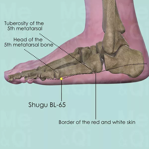 Shugu BL-65 - Bones view - Acupuncture point on Bladder Channel
