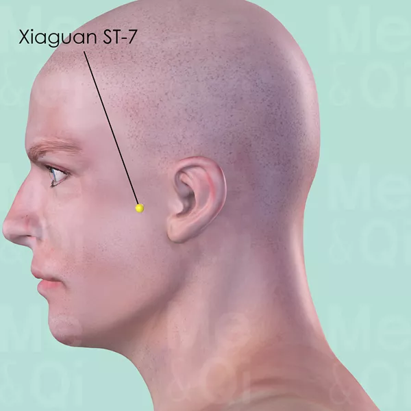 Xiaguan ST-7 - Skin view - Acupuncture point on Stomach Channel