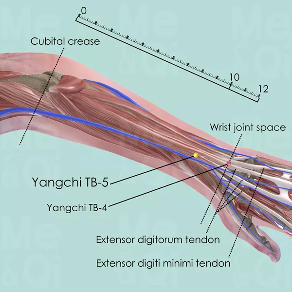 Waiguan TB-5 - Muscles view - Acupuncture point on Triple Burner Channel