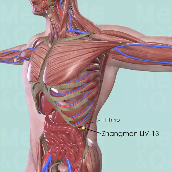 Zhangmen LIV-13 - Muscles view - Acupuncture point on Liver Channel