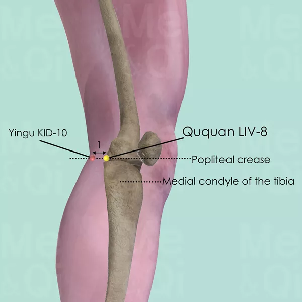 Ququan LIV-8 - Bones view - Acupuncture point on Liver Channel