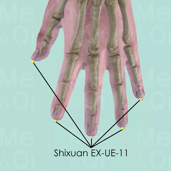 Shixuan EX-UE-11 - Bones view - Acupuncture point on Extra Points: Upper Extremities (EX-UE)