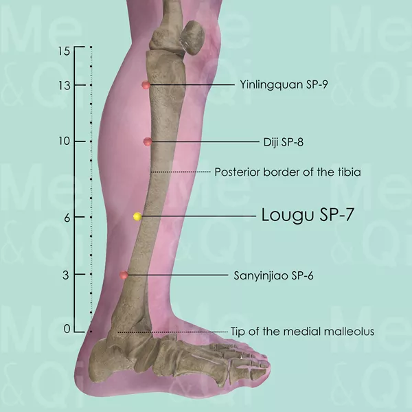 Lougu SP-7 - Bones view - Acupuncture point on Spleen Channel