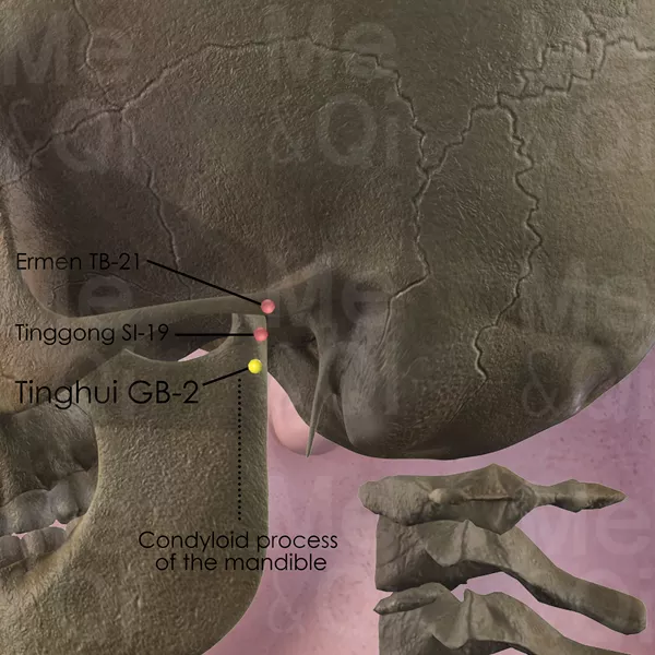 Tinghui GB-2 - Bones view - Acupuncture point on Gall Bladder Channel