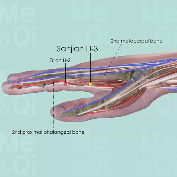 Sanjian LI-3 - Muscles view - Acupuncture point on Large Intestine Channel
