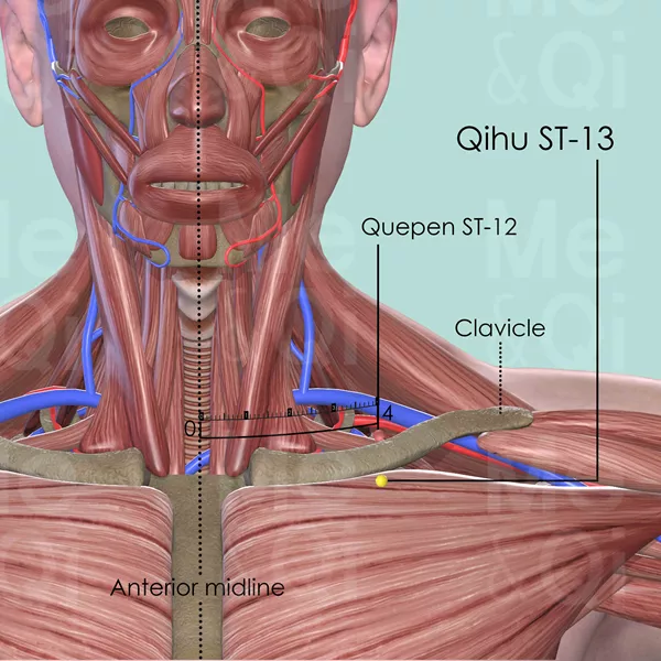 Qihu ST-13 - Muscles view - Acupuncture point on Stomach Channel