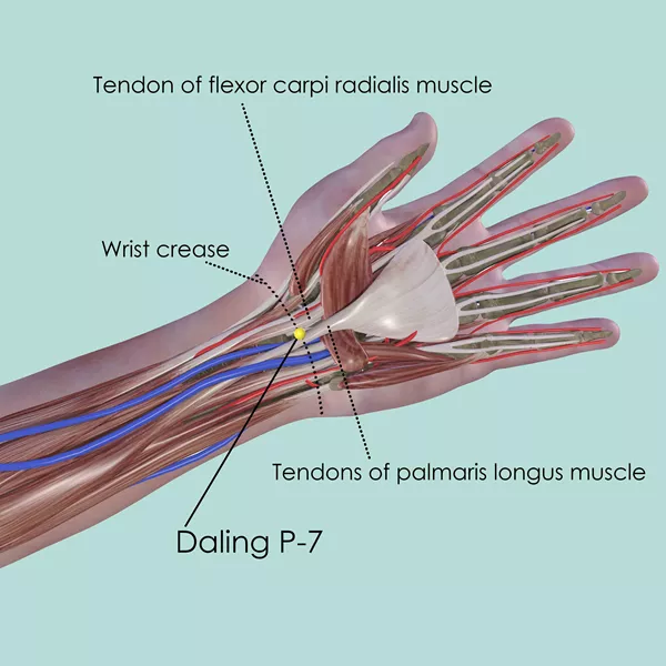 Daling P-7 - Muscles view - Acupuncture point on Pericardium Channel
