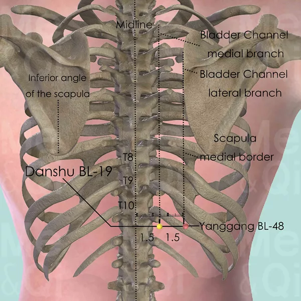 Danshu BL-19 - Bones view - Acupuncture point on Bladder Channel