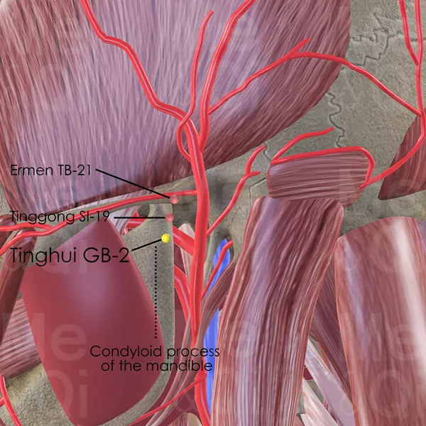 Tinghui GB-2 - Muscles view - Acupuncture point on Gall Bladder Channel