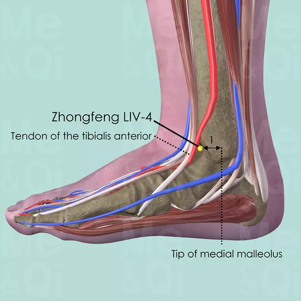 Zhongfeng LIV-4 - Muscles view - Acupuncture point on Liver Channel