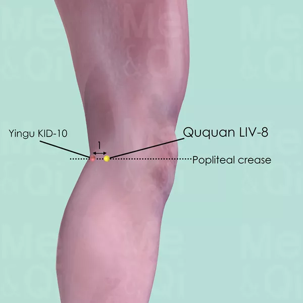Ququan LIV-8 - Skin view - Acupuncture point on Liver Channel