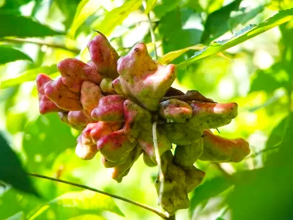 What the Chinese Gall plant looks like