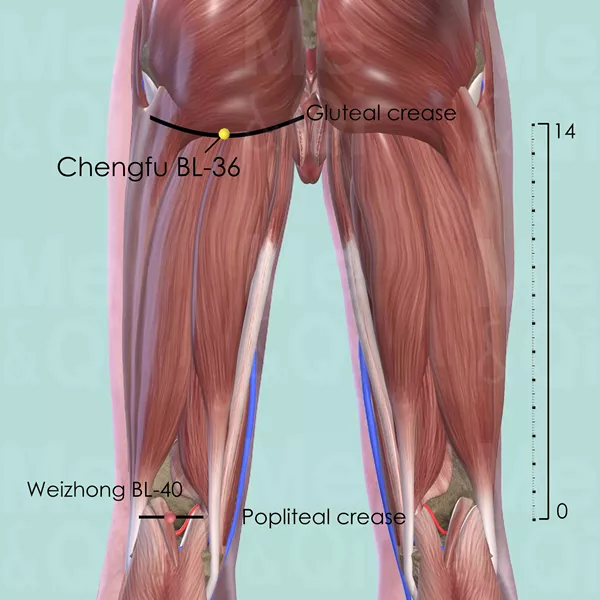 Chengfu BL-36 - Muscles view - Acupuncture point on Bladder Channel
