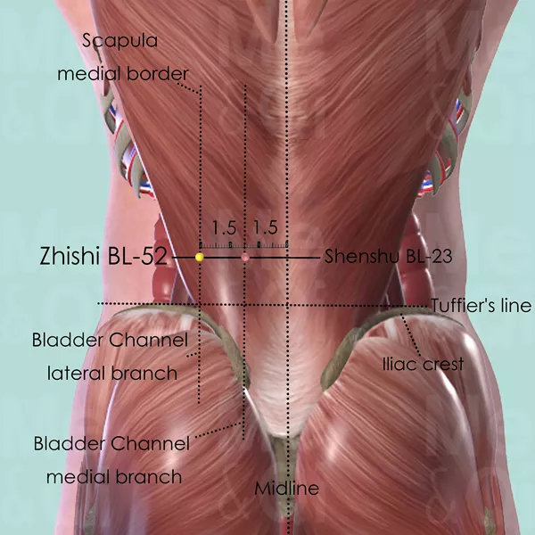 Zhishi BL-52 - Muscles view - Acupuncture point on Bladder Channel